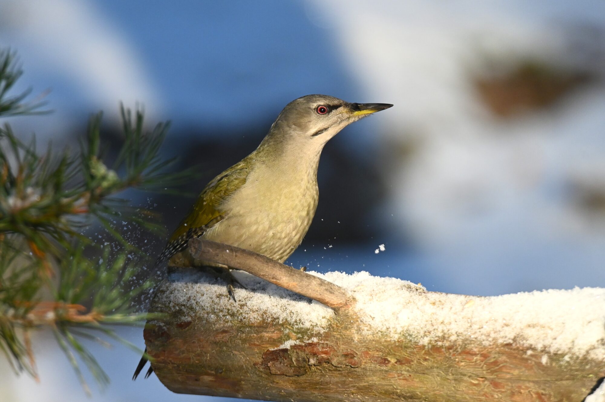 Valokuvaaja: Maarit Siitonen
