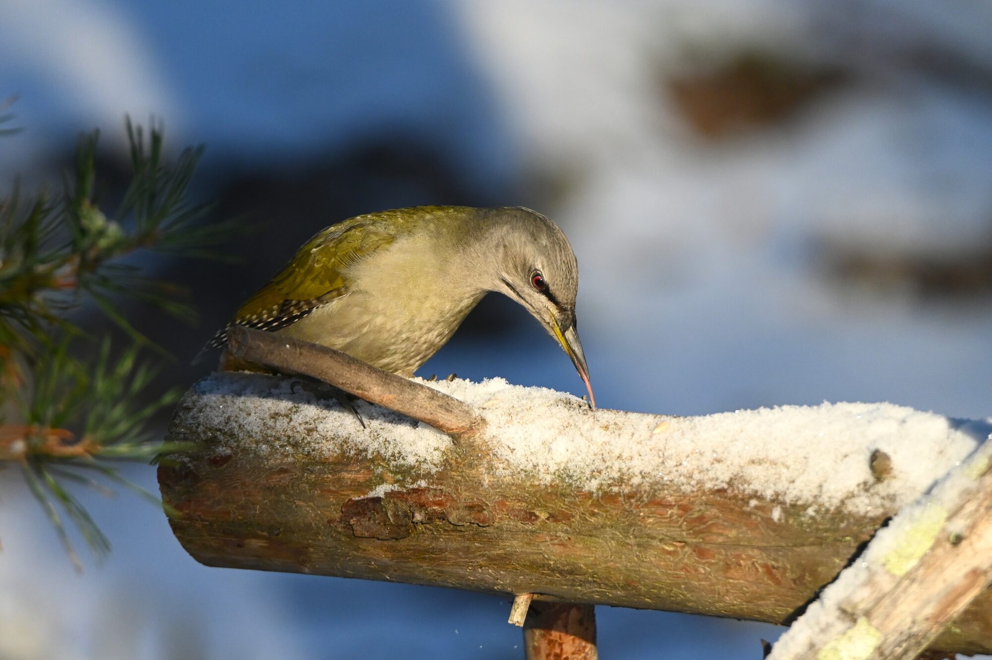 Valokuvaaja: Maarit Siitonen