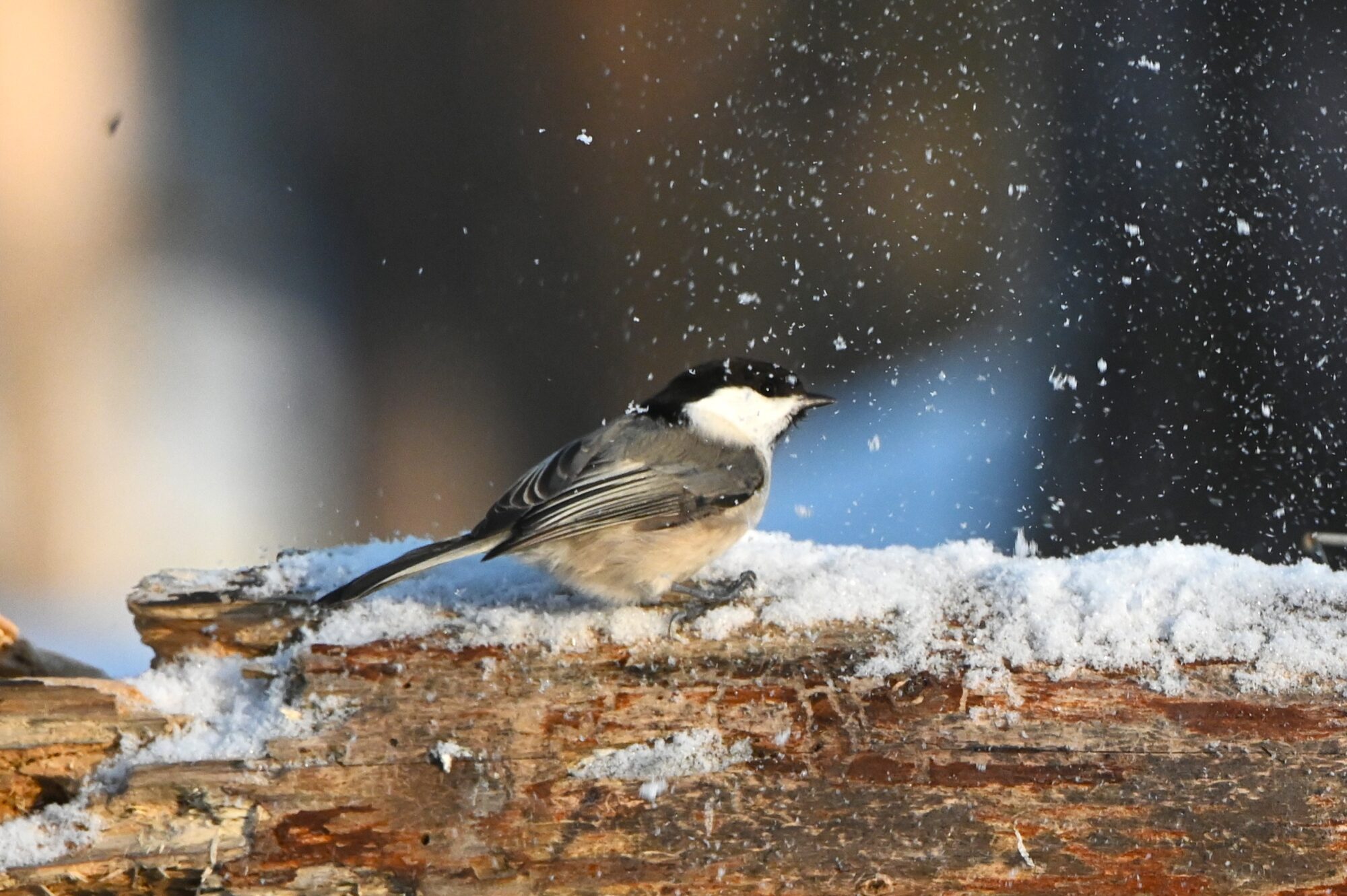 Valokuvaaja: Maarit Siitonen