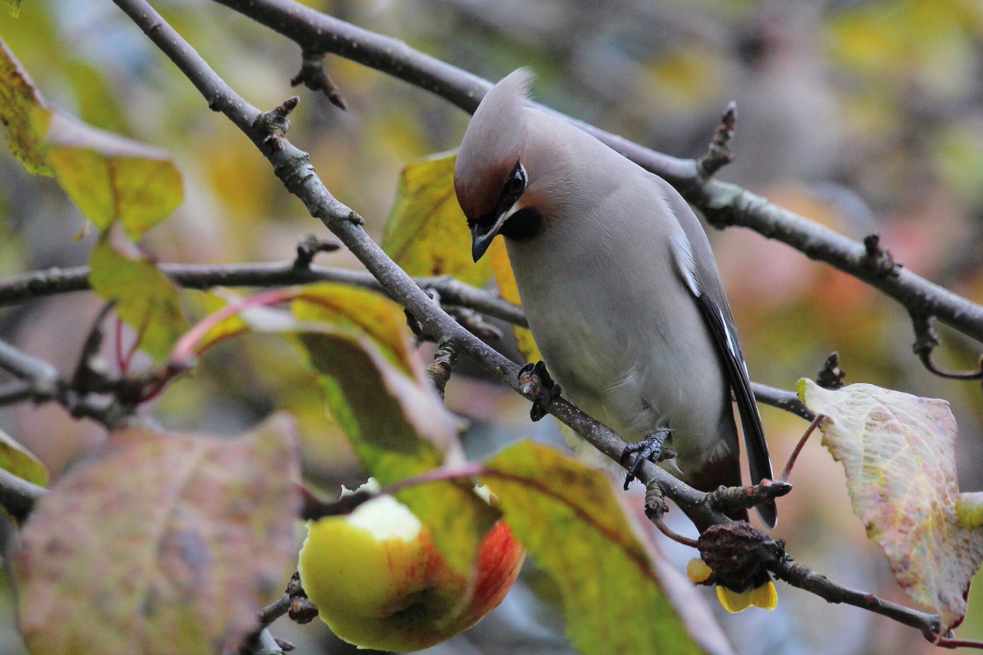 Valokuvaaja: Kirsi-Marja Joenpolvi
