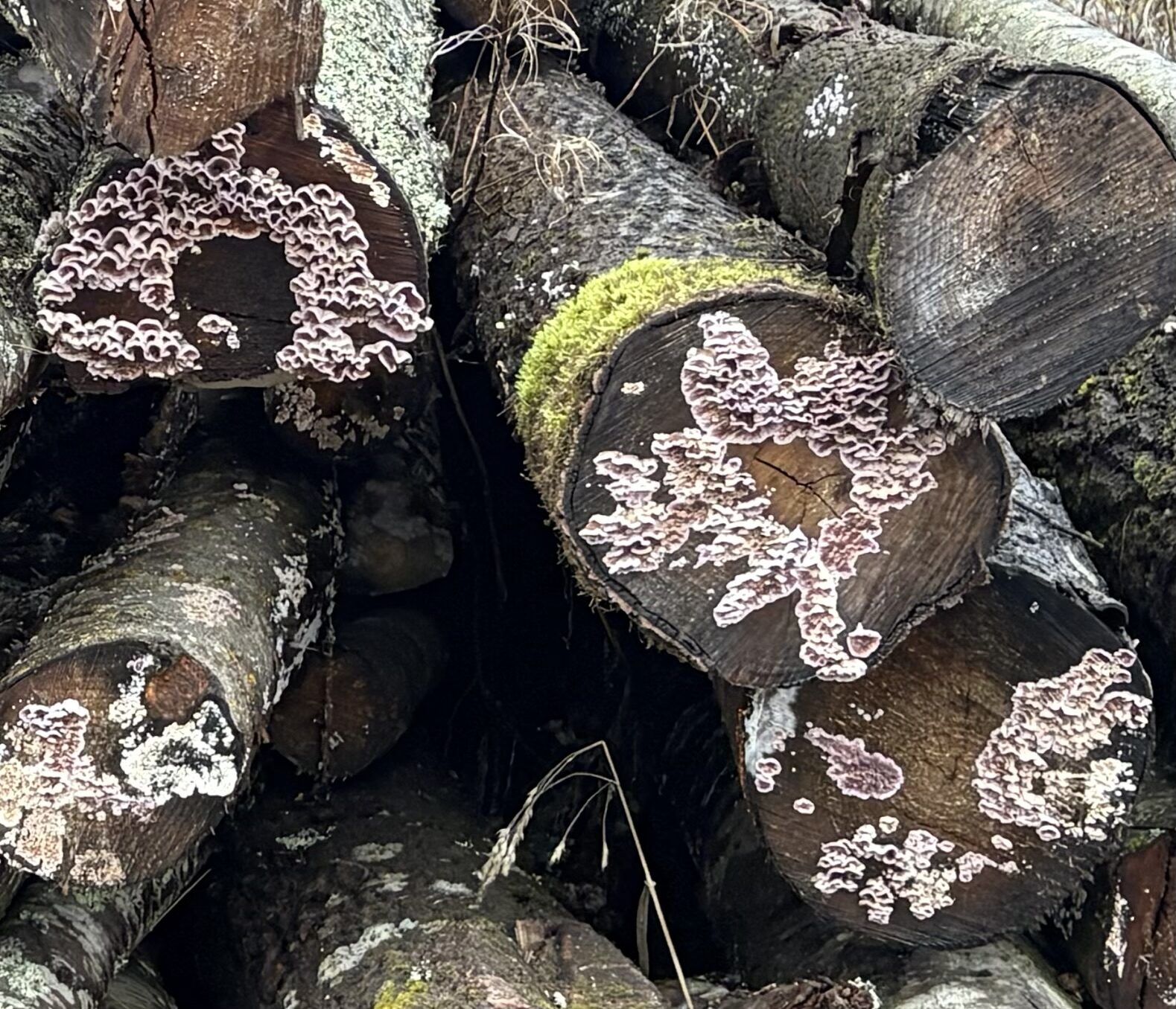 Valokuvaaja: Kaste-Helmi Oja