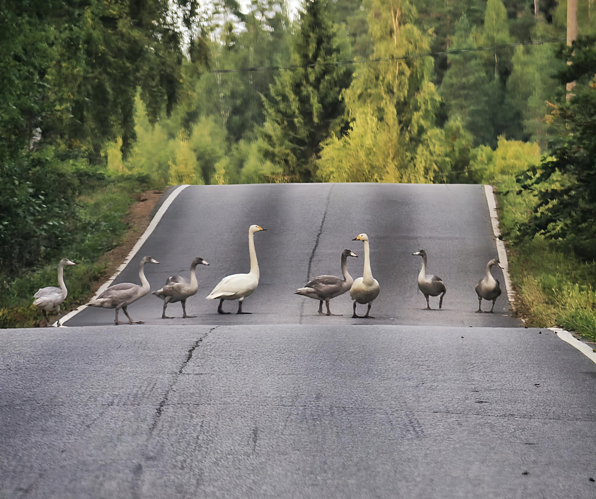 Valokuvaaja: Saana Ojajärvi