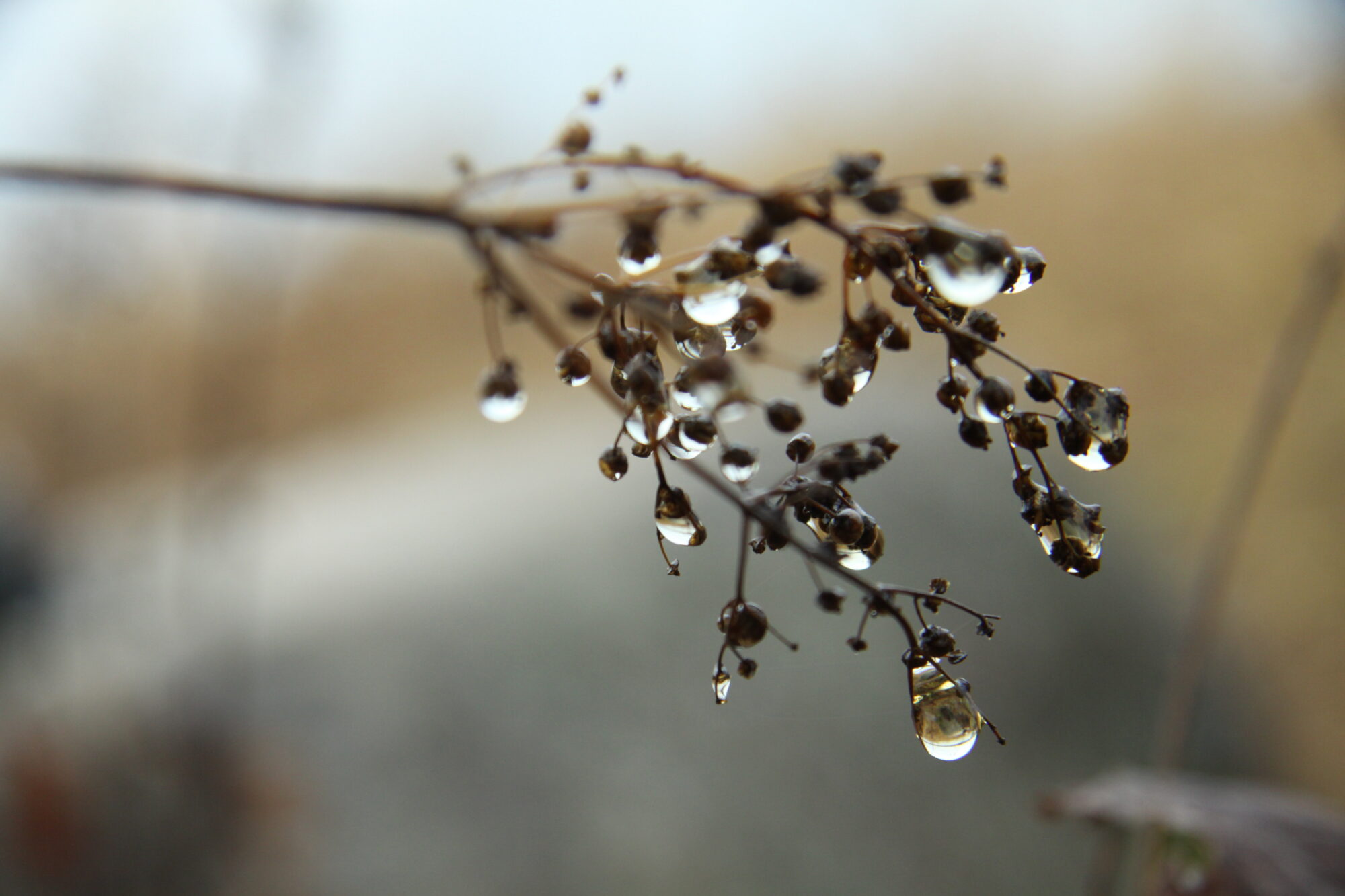 Valokuvaaja: Pirkko Siukonen