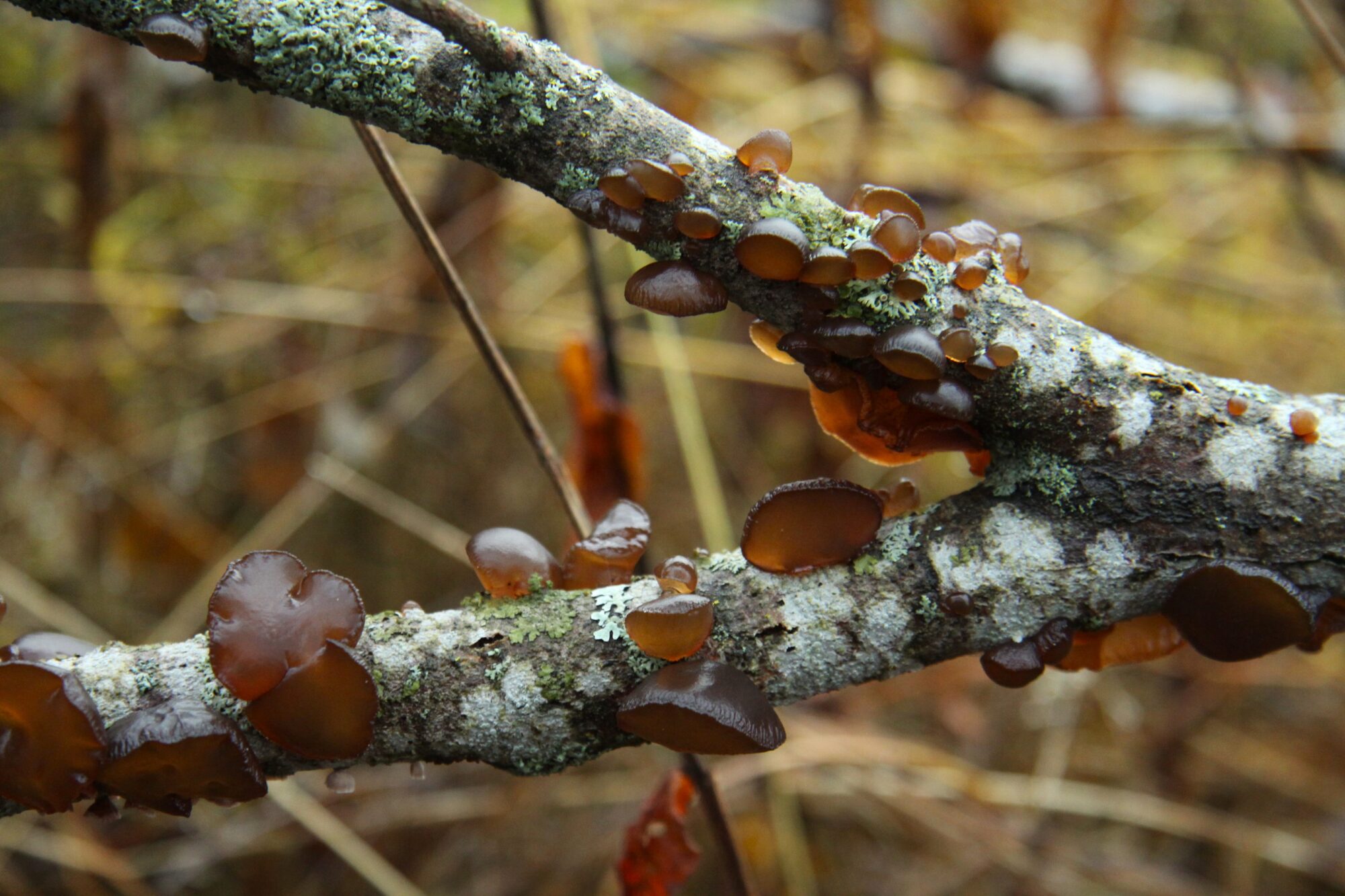 Valokuvaaja: Pirkko Siukonen