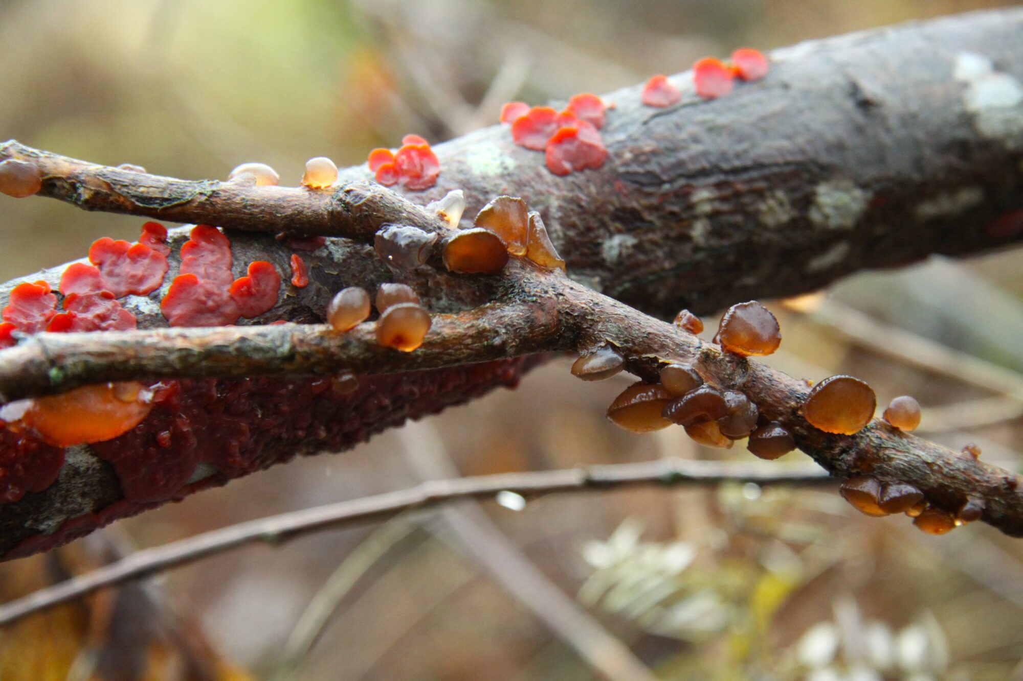 Valokuvaaja: Pirkko Siukonen