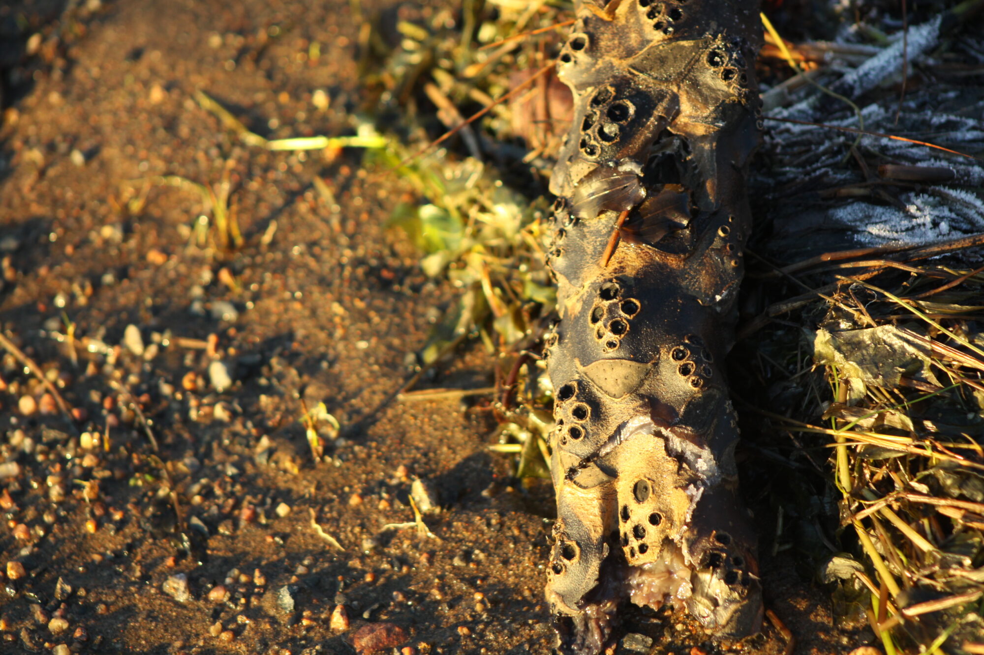 Valokuvaaja: Pirkko Siukonen