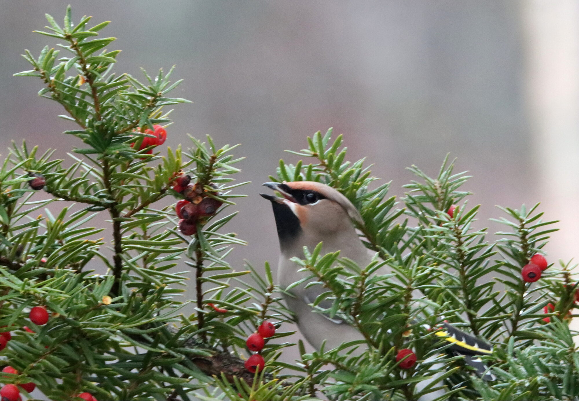 Valokuvaaja: Irja Lehtinen