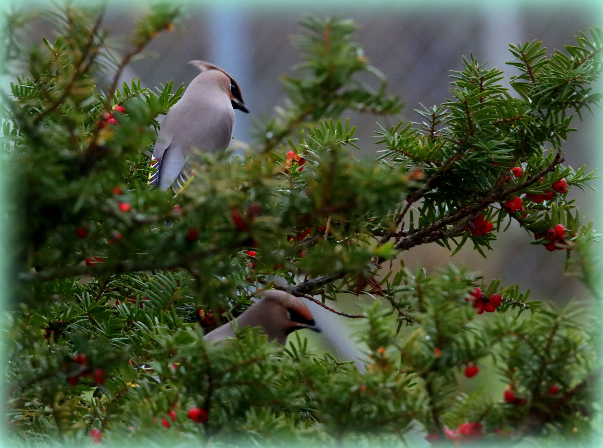 Valokuvaaja: Irja Lehtinen