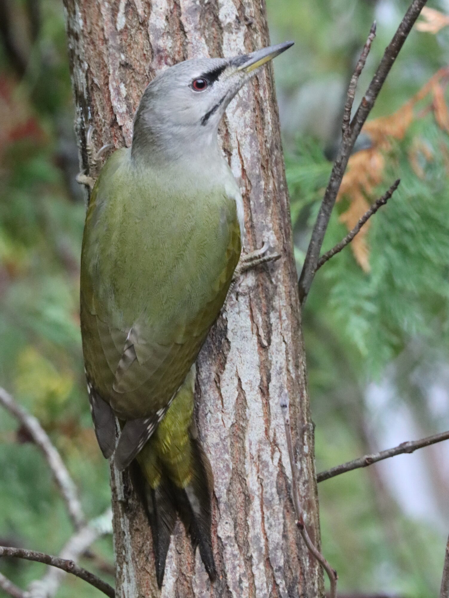 Valokuvaaja: Irja Lehtinen