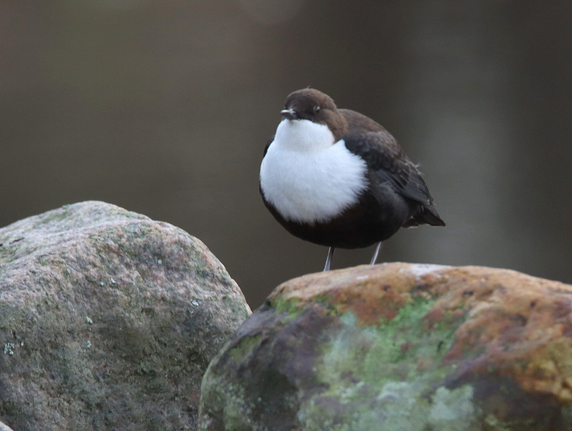 Valokuvaaja: Irja Lehtinen