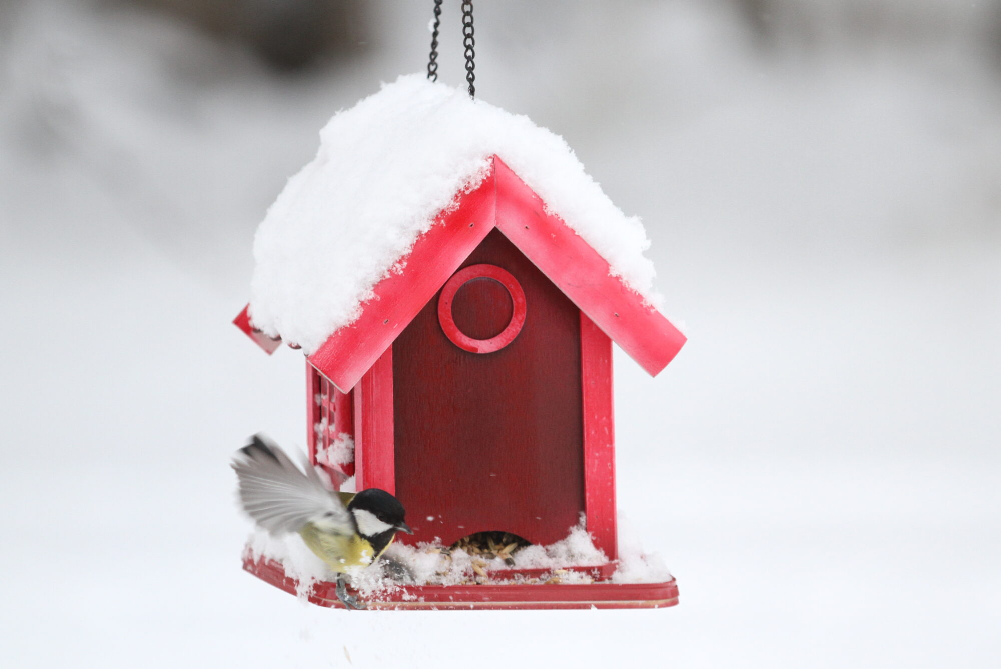 Valokuvaaja: Kaarlo Asikainen