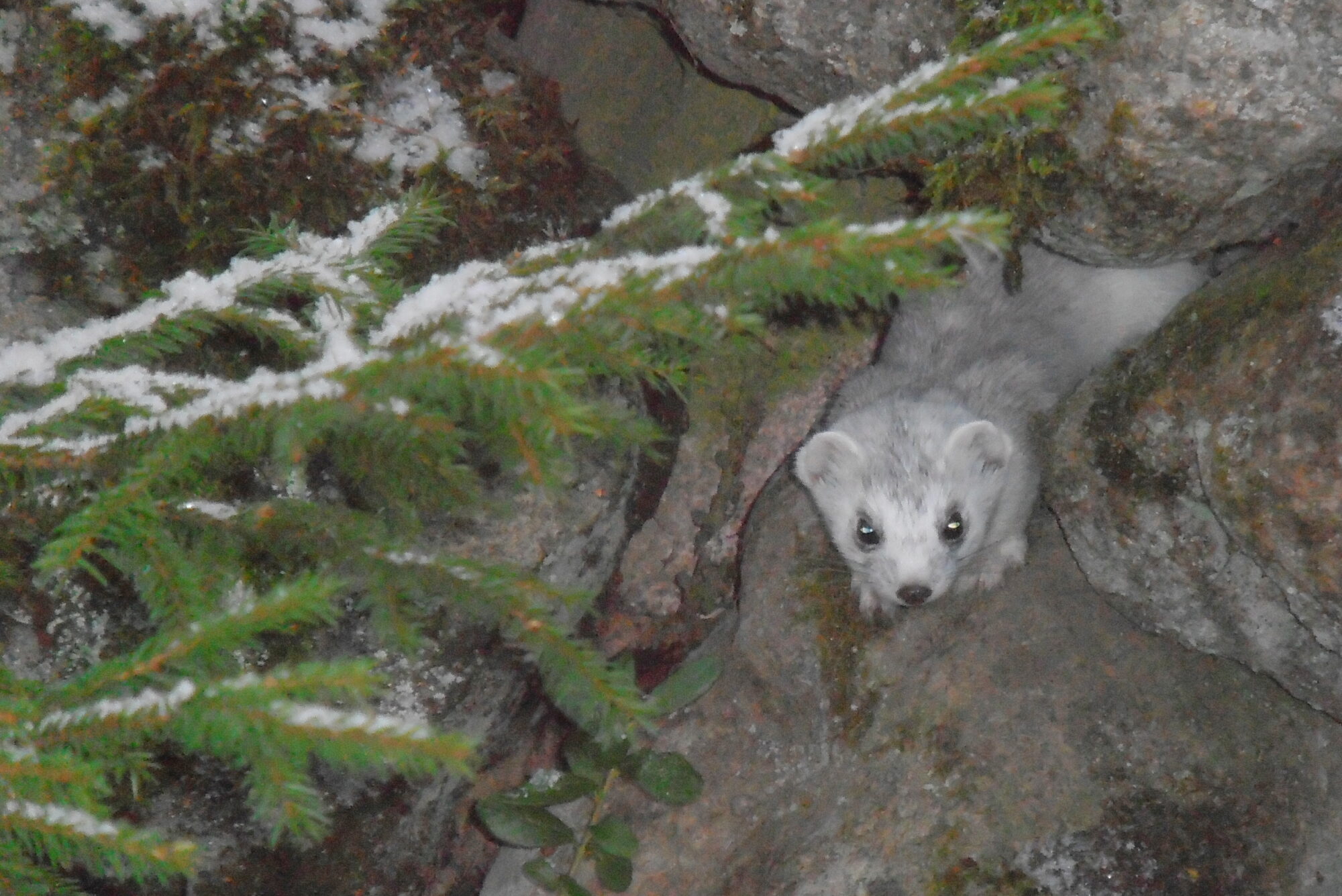 Valokuvaaja: Kaarlo Asikainen