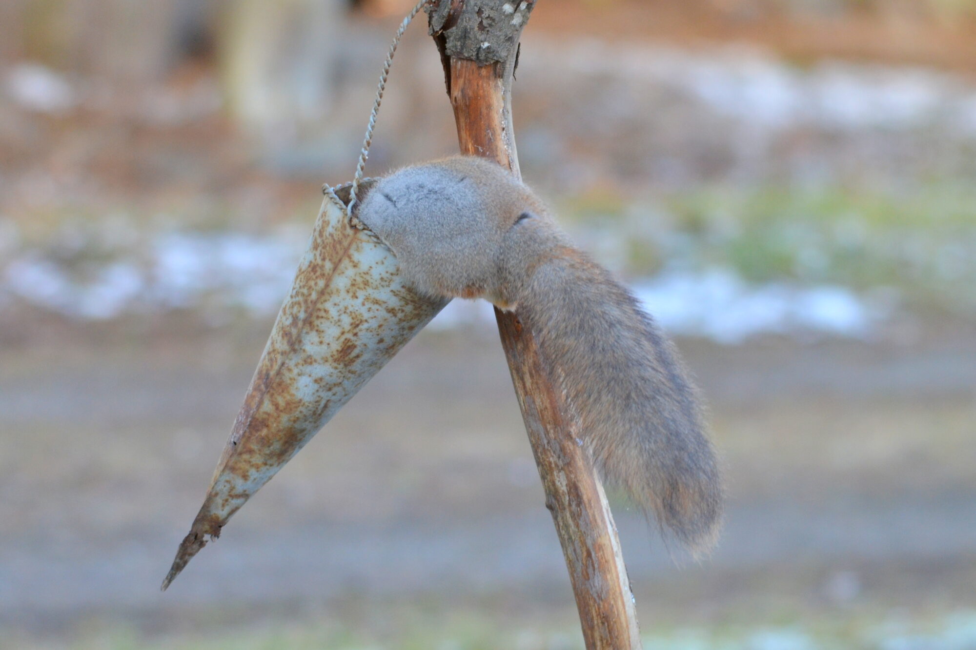 Valokuvaaja: Kaarlo Asikainen