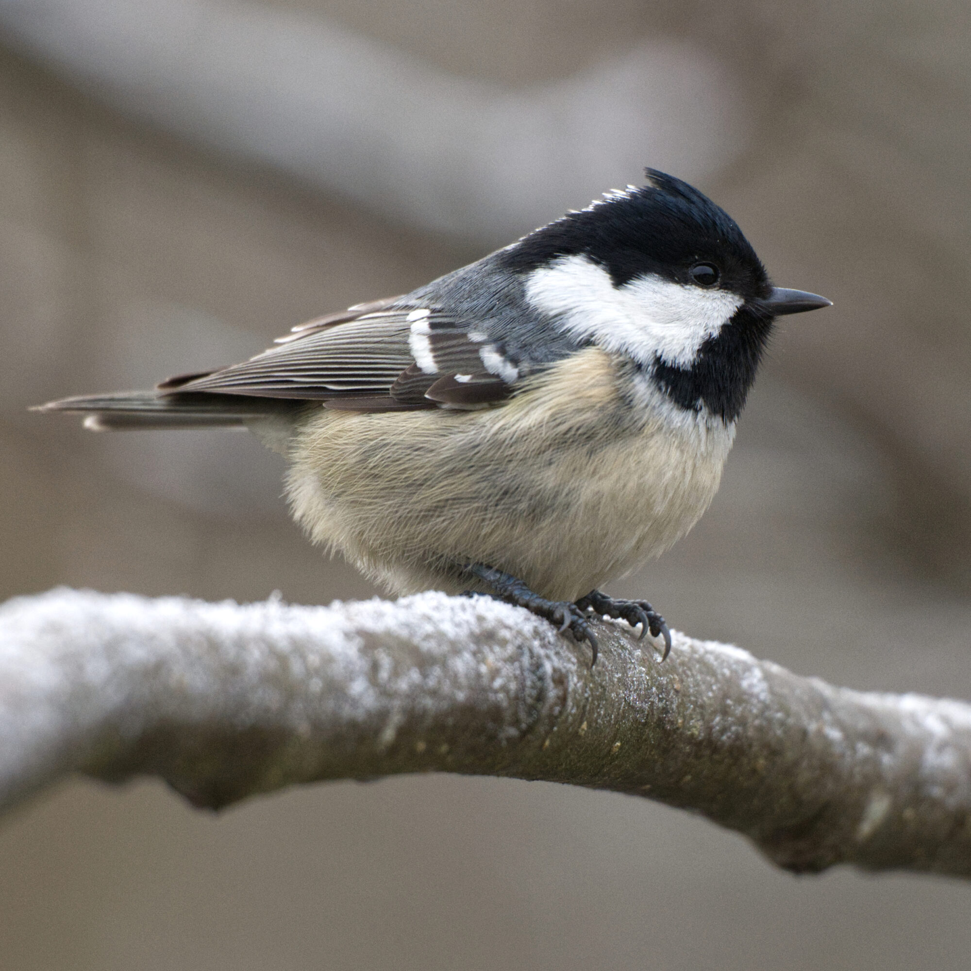 Valokuvaaja: Päivi Kiiskinen-Mustonen