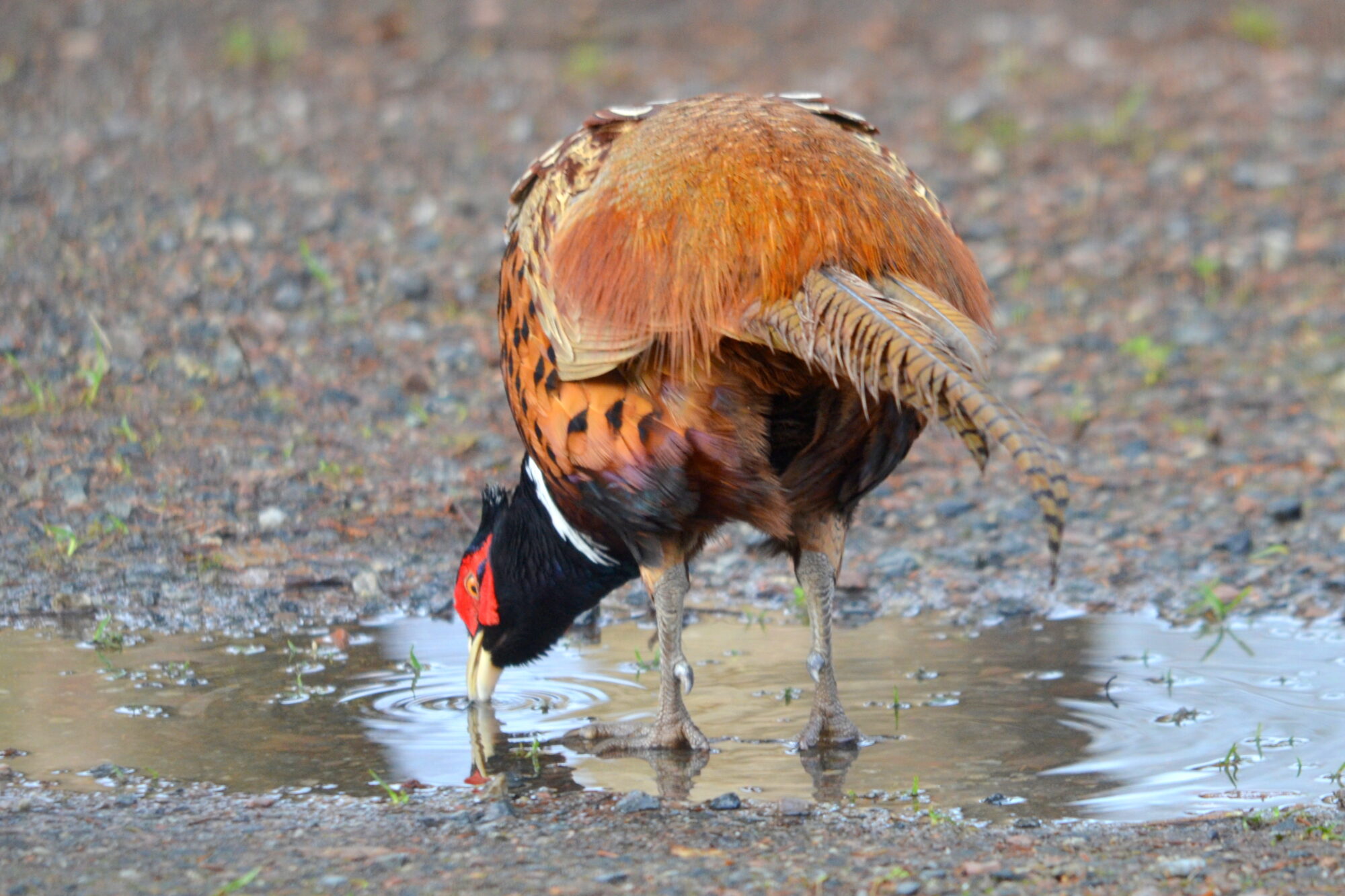 Valokuvaaja: Kaarlo Asikainen