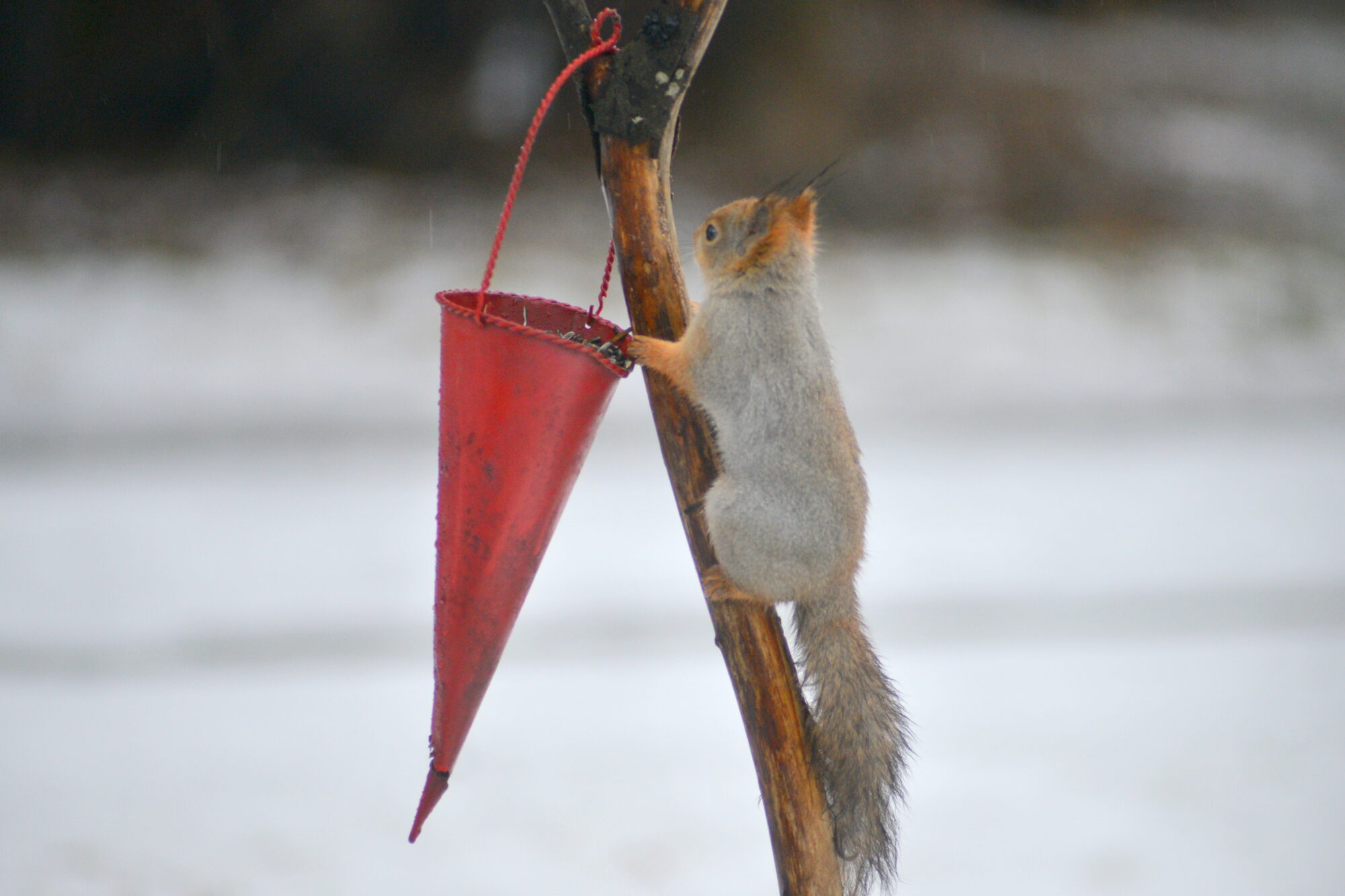 Valokuvaaja: Kaarlo Asikainen