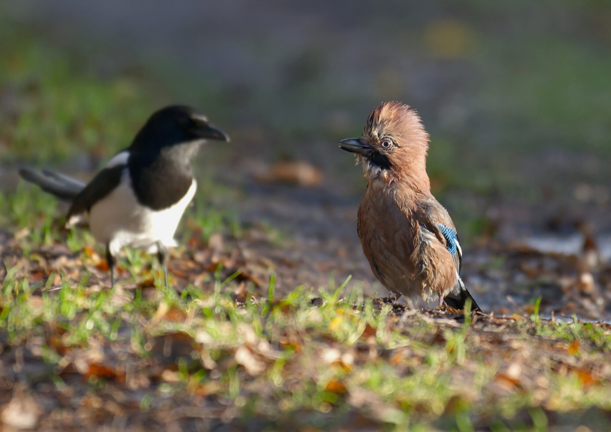 Valokuvaaja: Päivi Kiiskinen-Mustonen