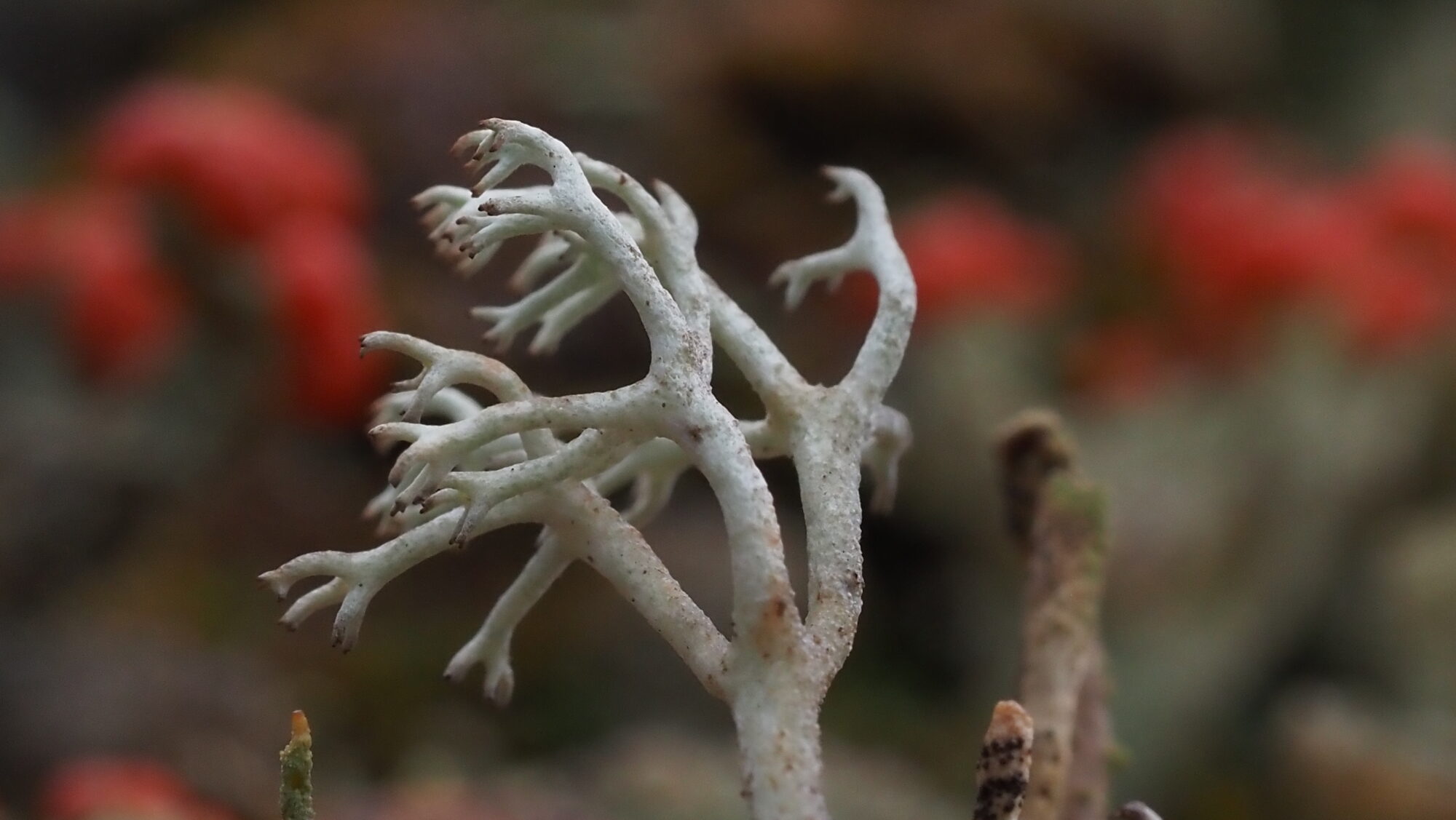 Valokuvaaja: Arja Valtonen