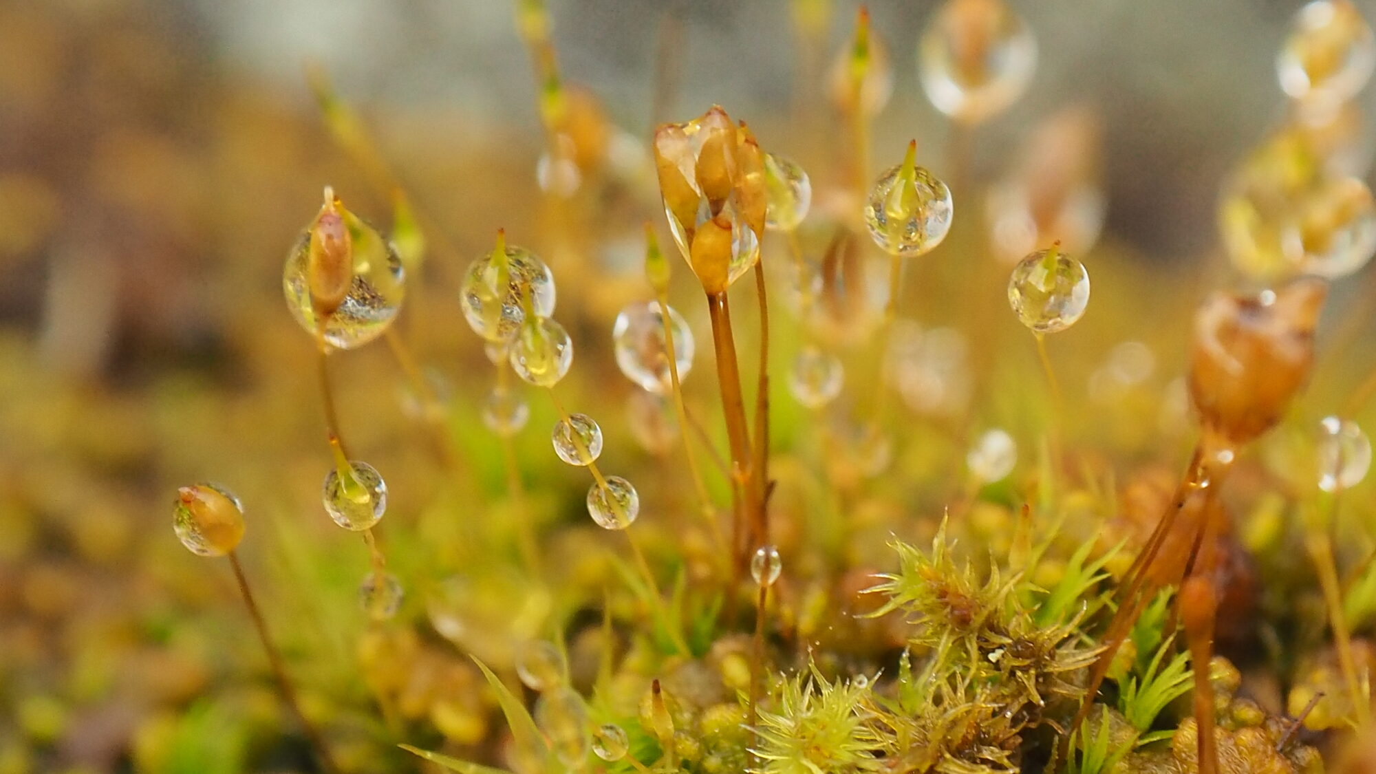 Valokuvaaja: Martti Valtonen