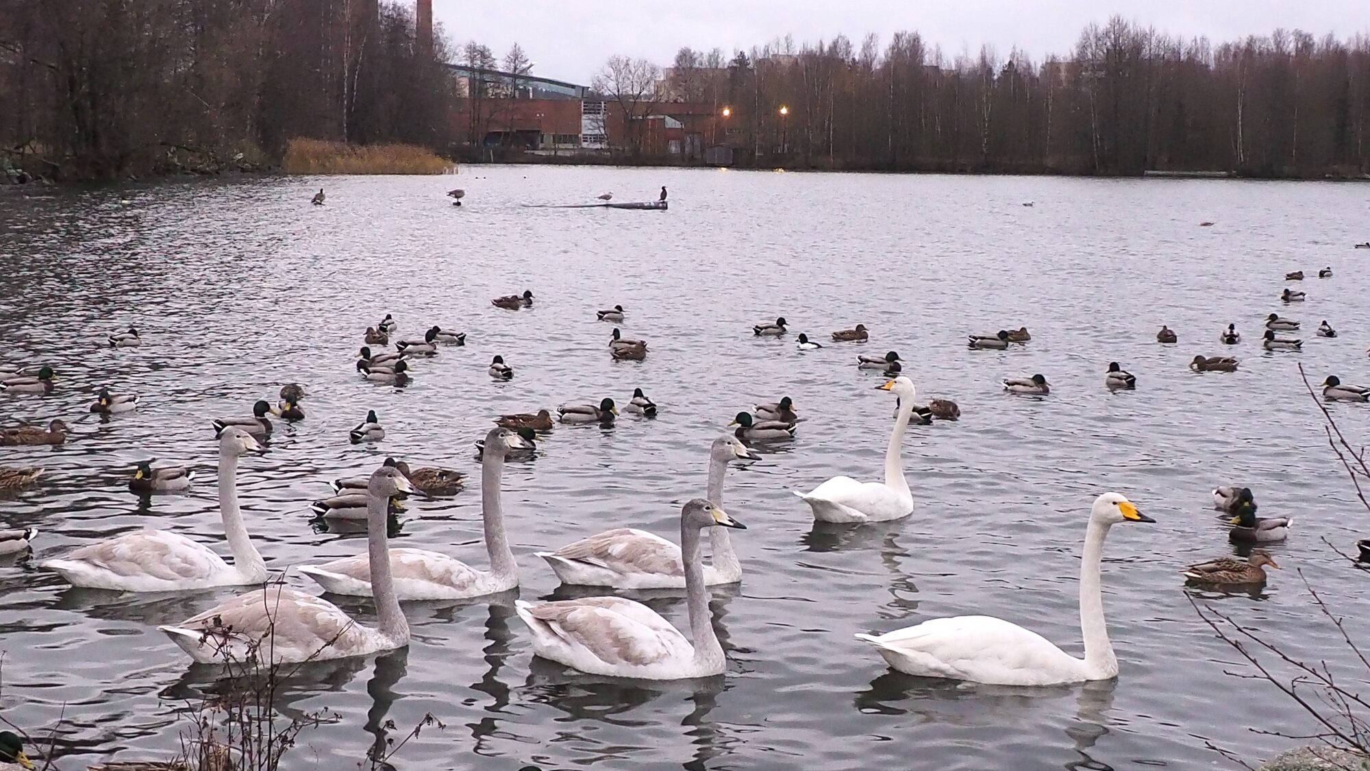 Valokuvaaja: Martti Valtonen