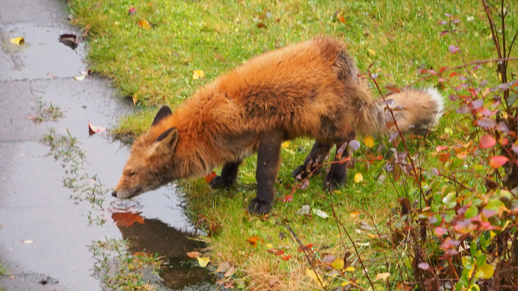 Valokuvaaja: Martti Valtonen