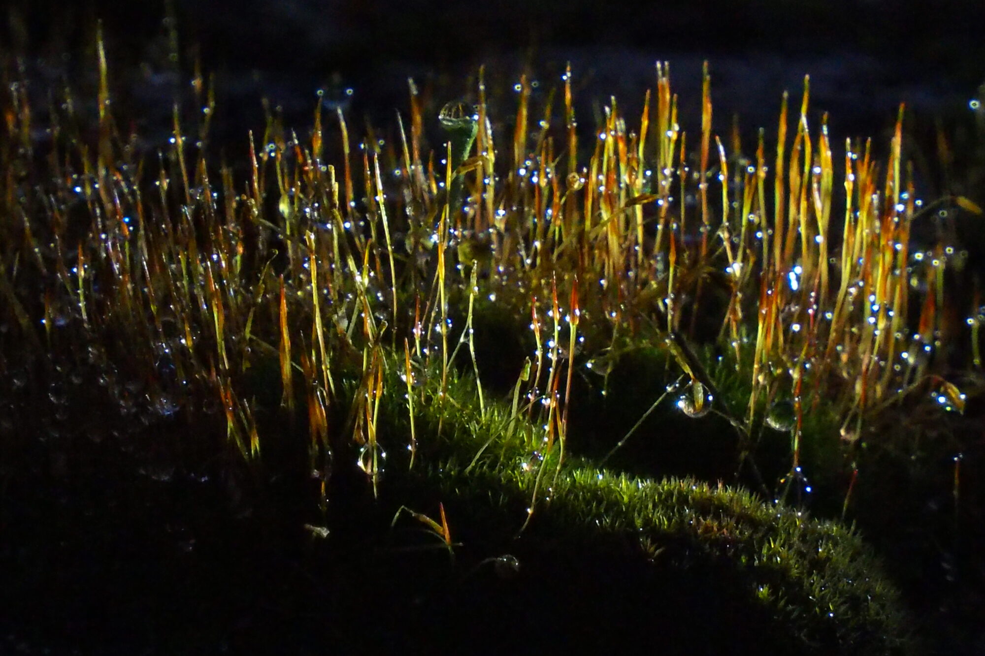 Valokuvaaja: Martti Valtonen