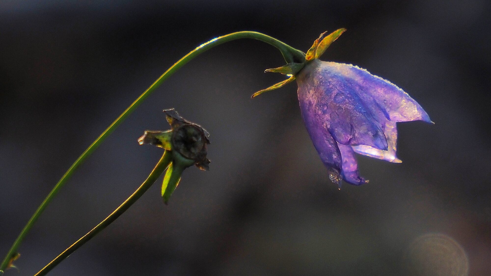 Valokuvaaja: Arja Valtonen