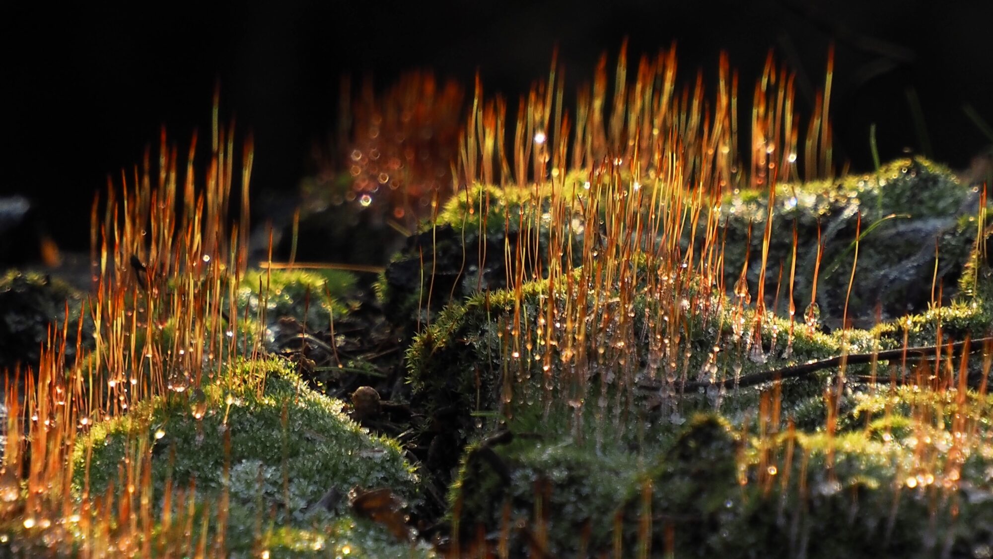 Valokuvaaja: Arja Valtonen