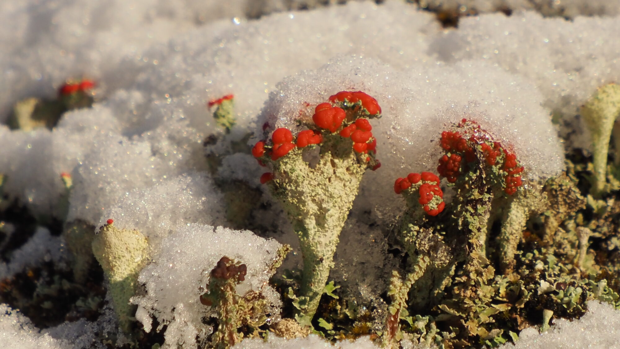 Valokuvaaja: Arja Valtonen