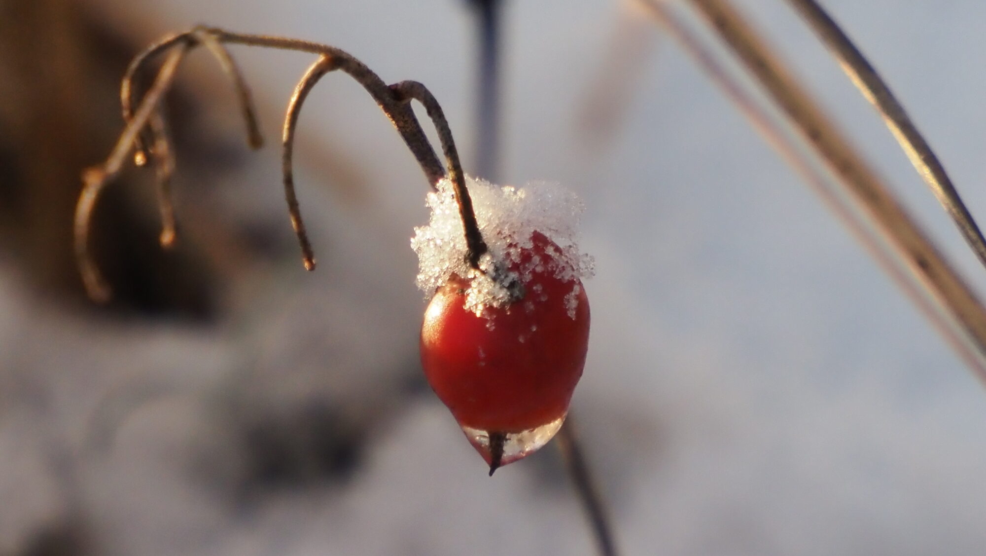 Valokuvaaja: Arja Valtonen