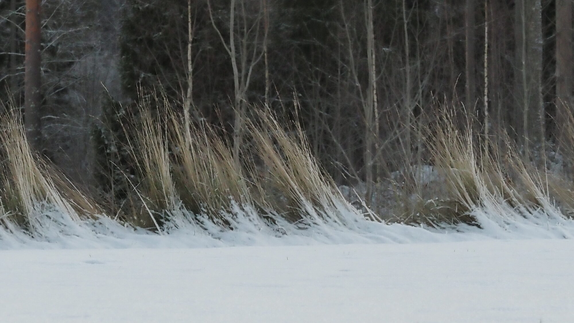 Valokuvaaja: Arja Valtonen