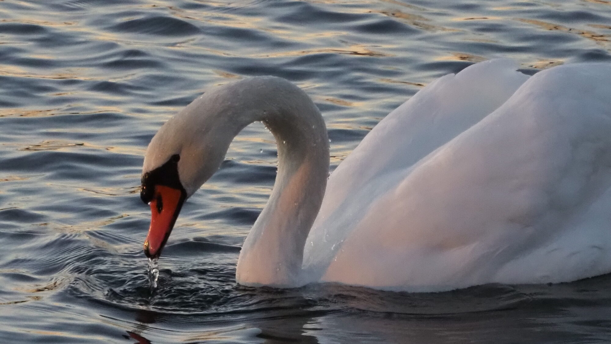 Valokuvaaja: Arja Valtonen