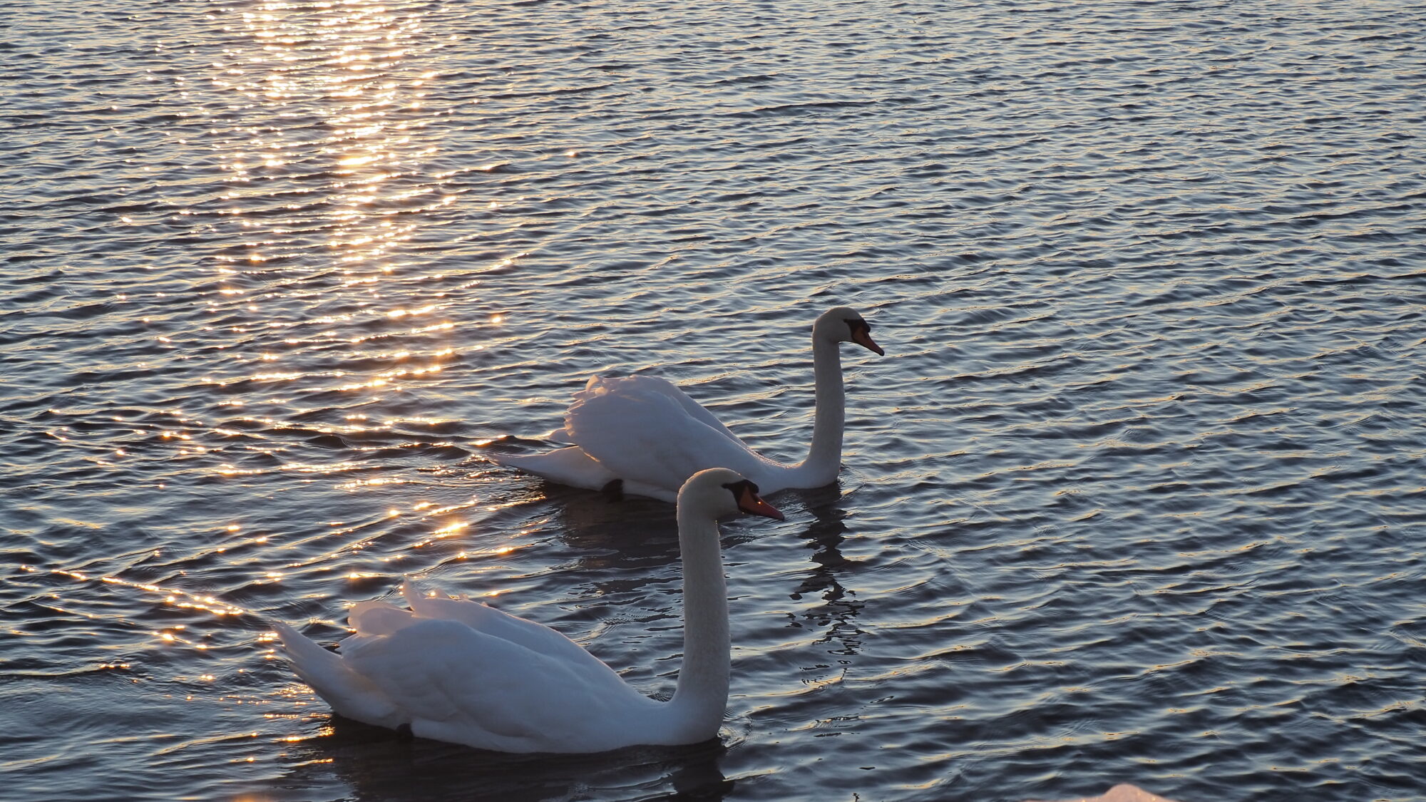 Valokuvaaja: Martti Valtonen