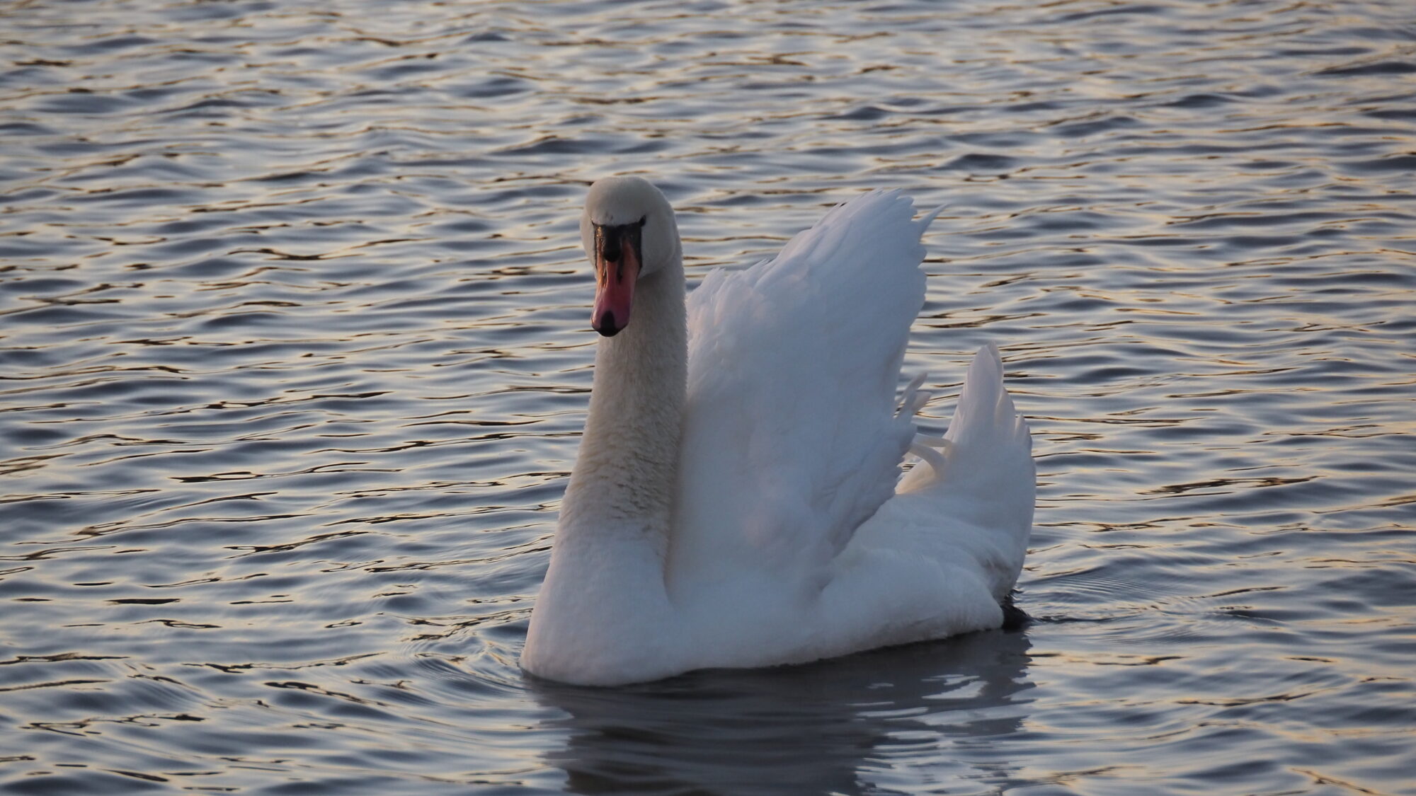 Valokuvaaja: Martti Valtonen