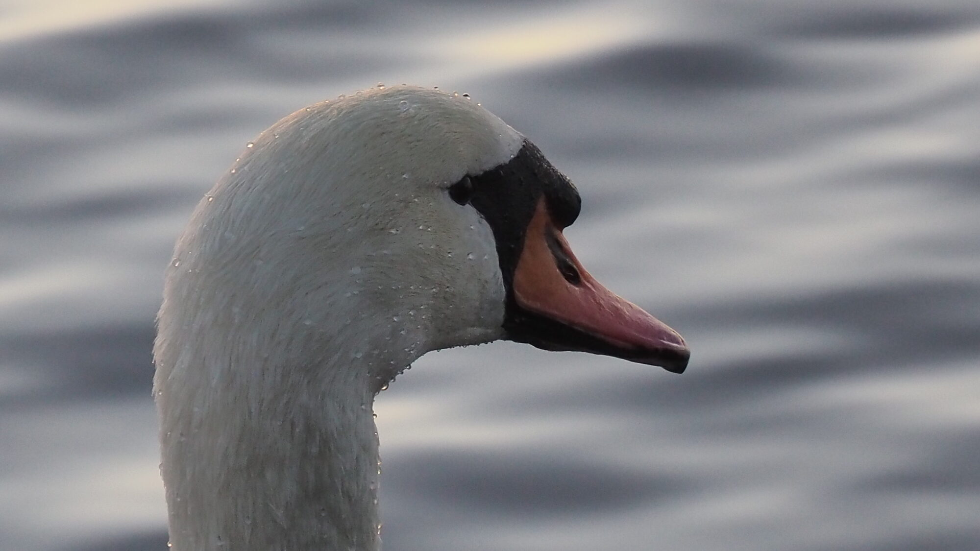 Valokuvaaja: Martti Valtonen