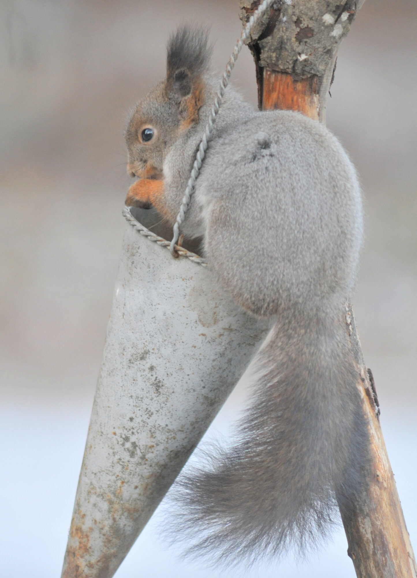 Valokuvaaja: Kaarlo Asikainen