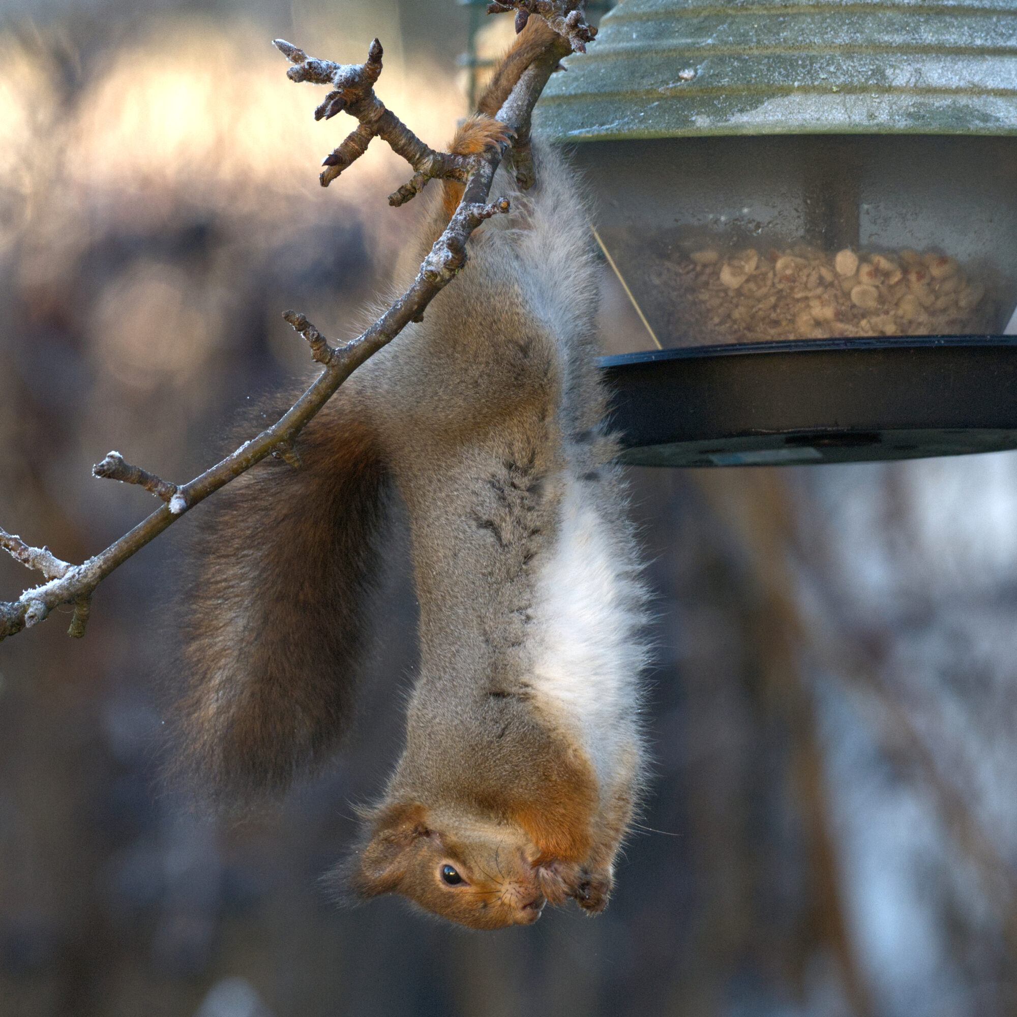 Valokuvaaja: Päivi Kiiskinen-Mustonen