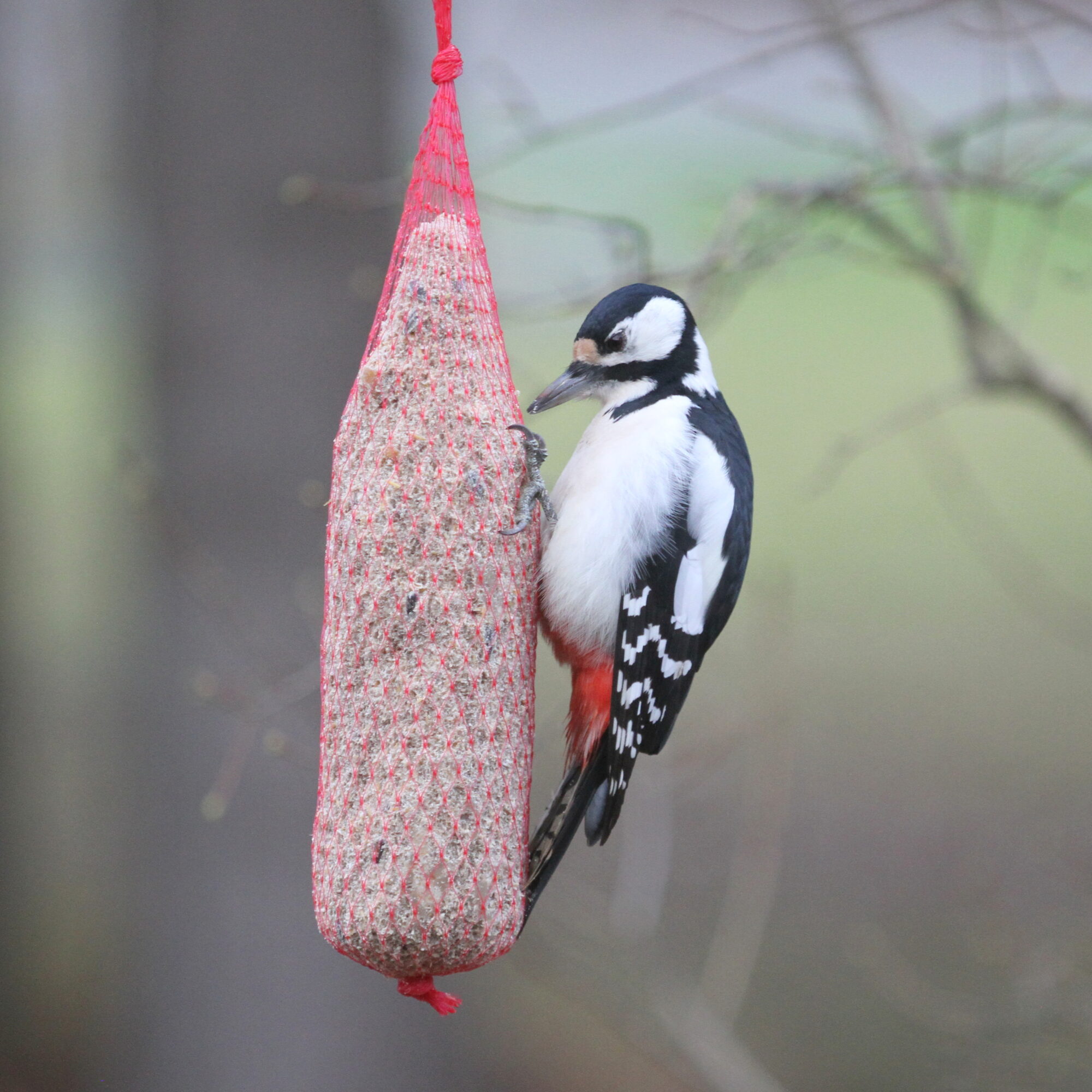 Valokuvaaja: Kaarlo Asikainen