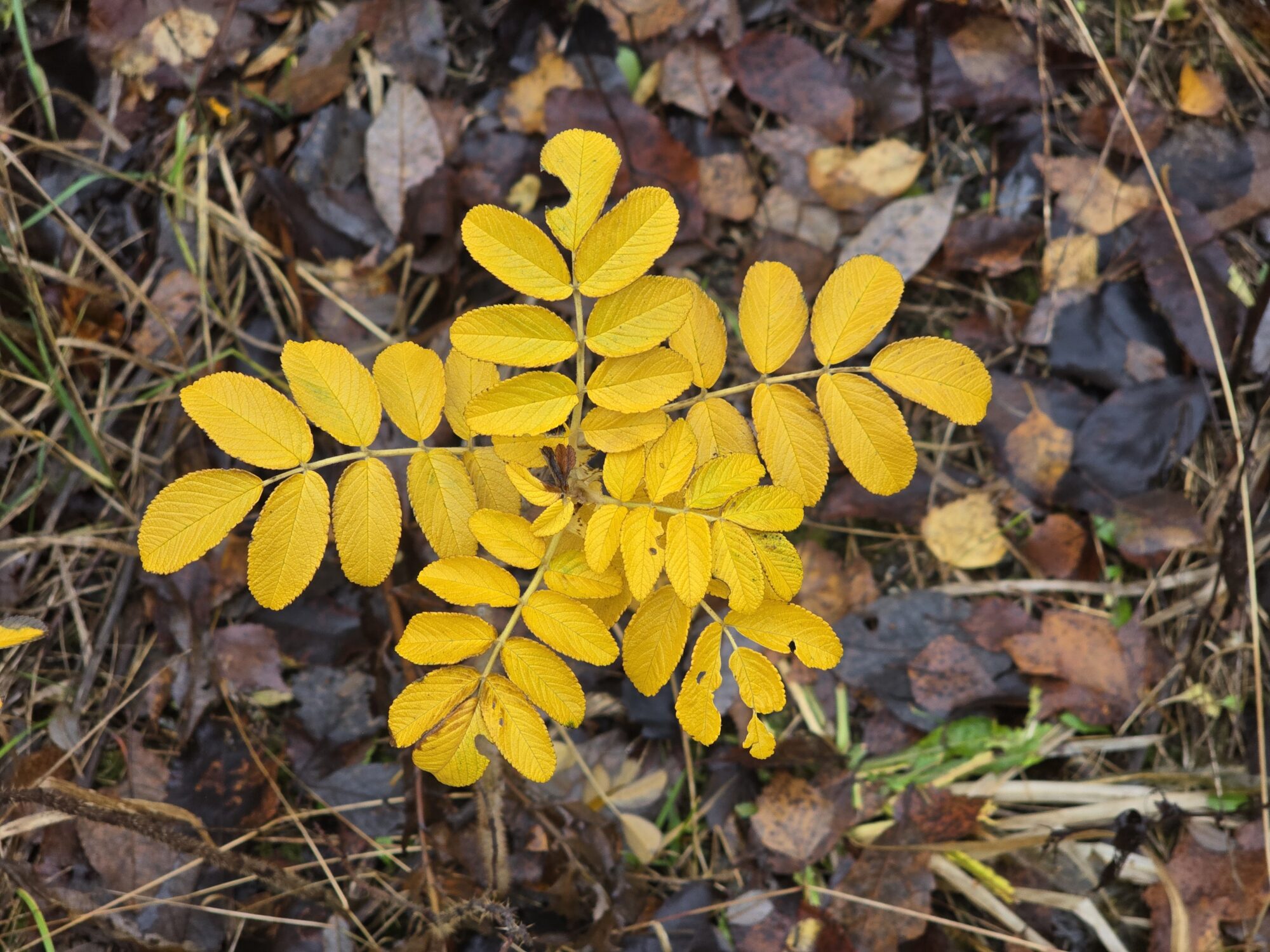 Valokuvaaja: Jaana Saarelainen