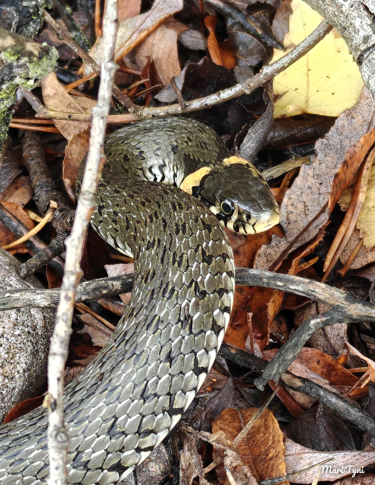Valokuvaaja: Mari Tyni