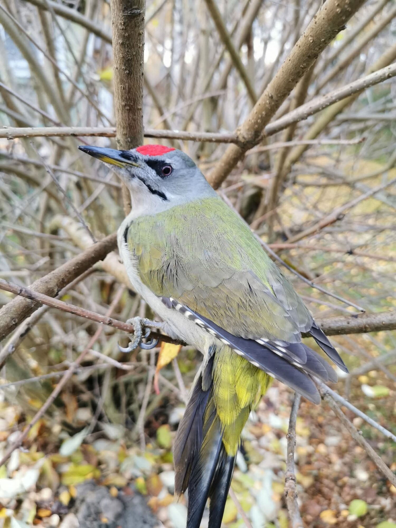 Valokuvaaja: Hanna Wallenius