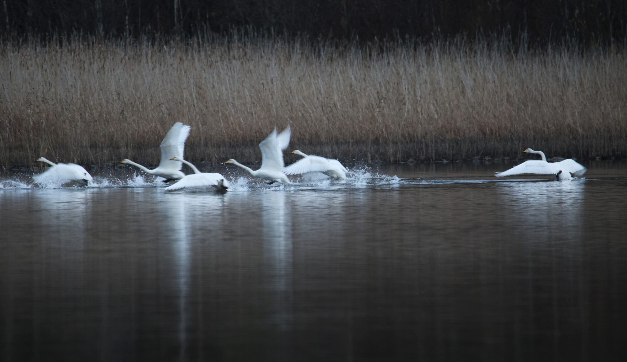 Valokuvaaja: Jaana Saarelainen