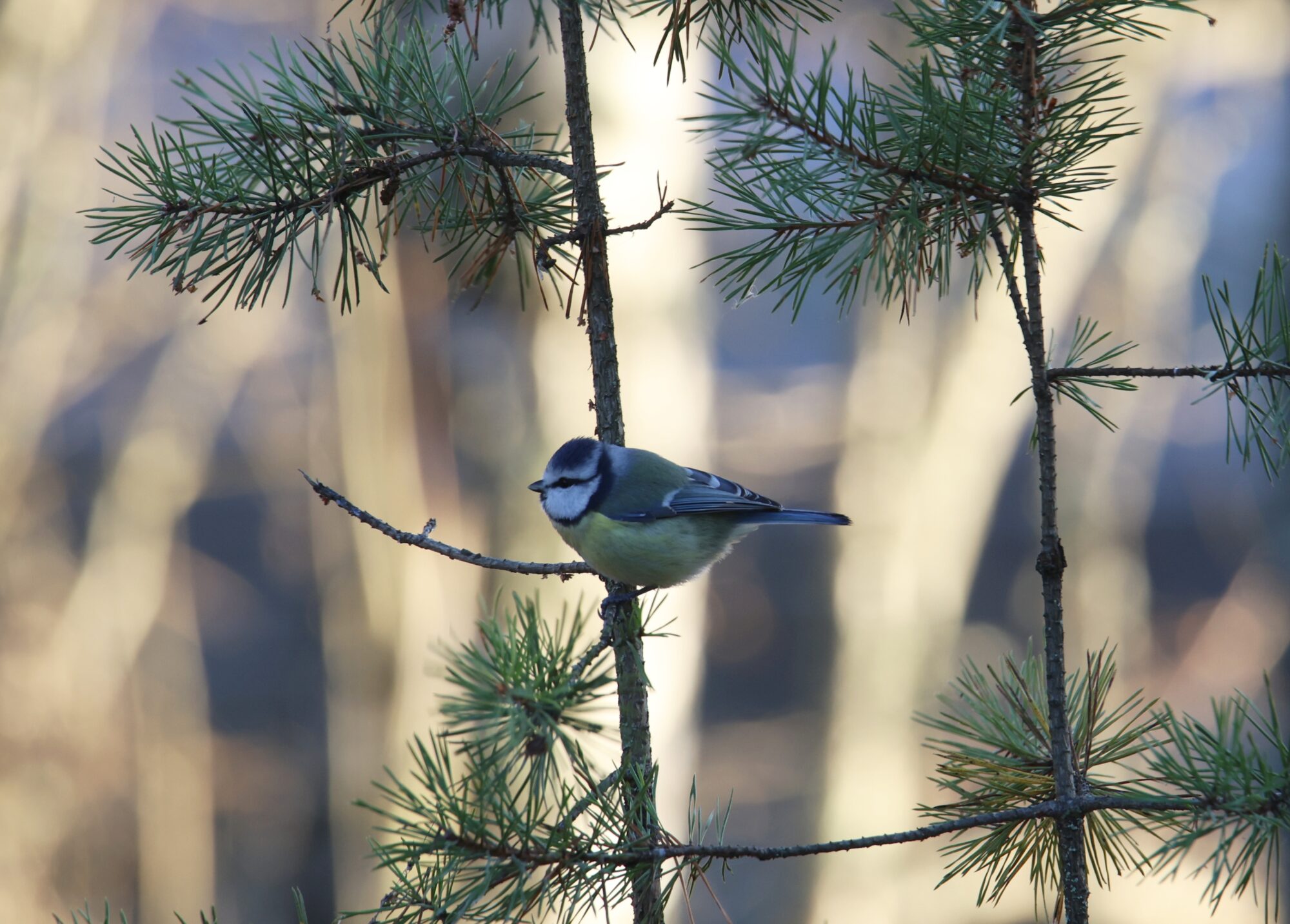 Valokuvaaja: Jaana Saarelainen