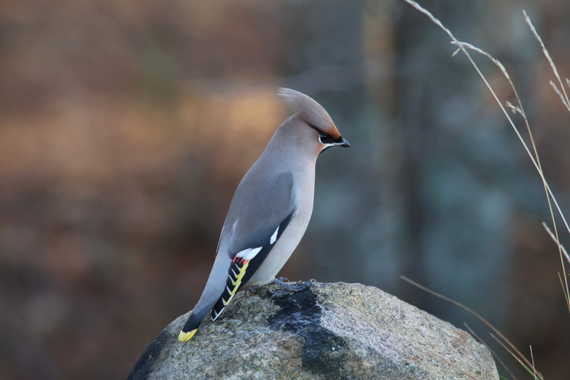 Valokuvaaja: Jaana Saarelainen