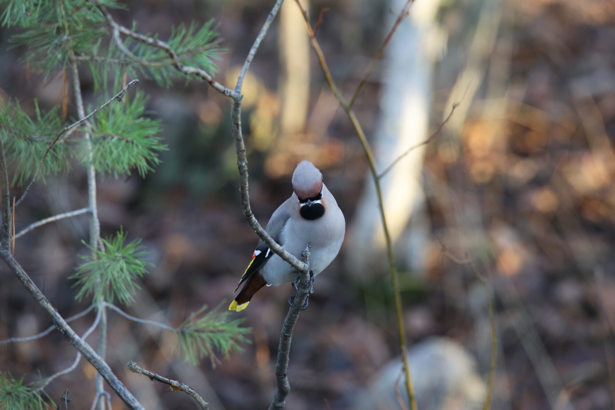 Valokuvaaja: Jaana Saarelainen