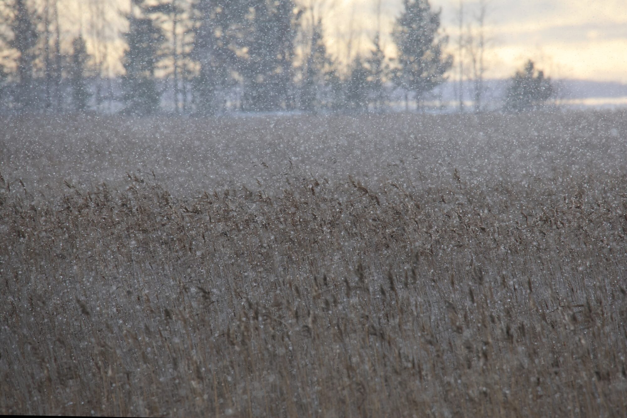 Valokuvaaja: Jaana Saarelainen