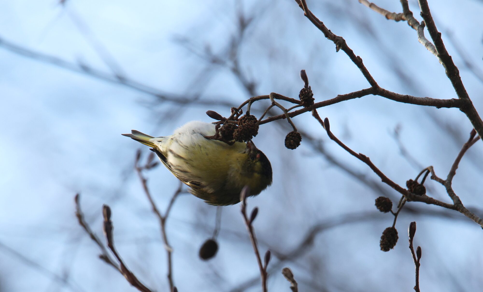 Valokuvaaja: Jaana Saarelainen