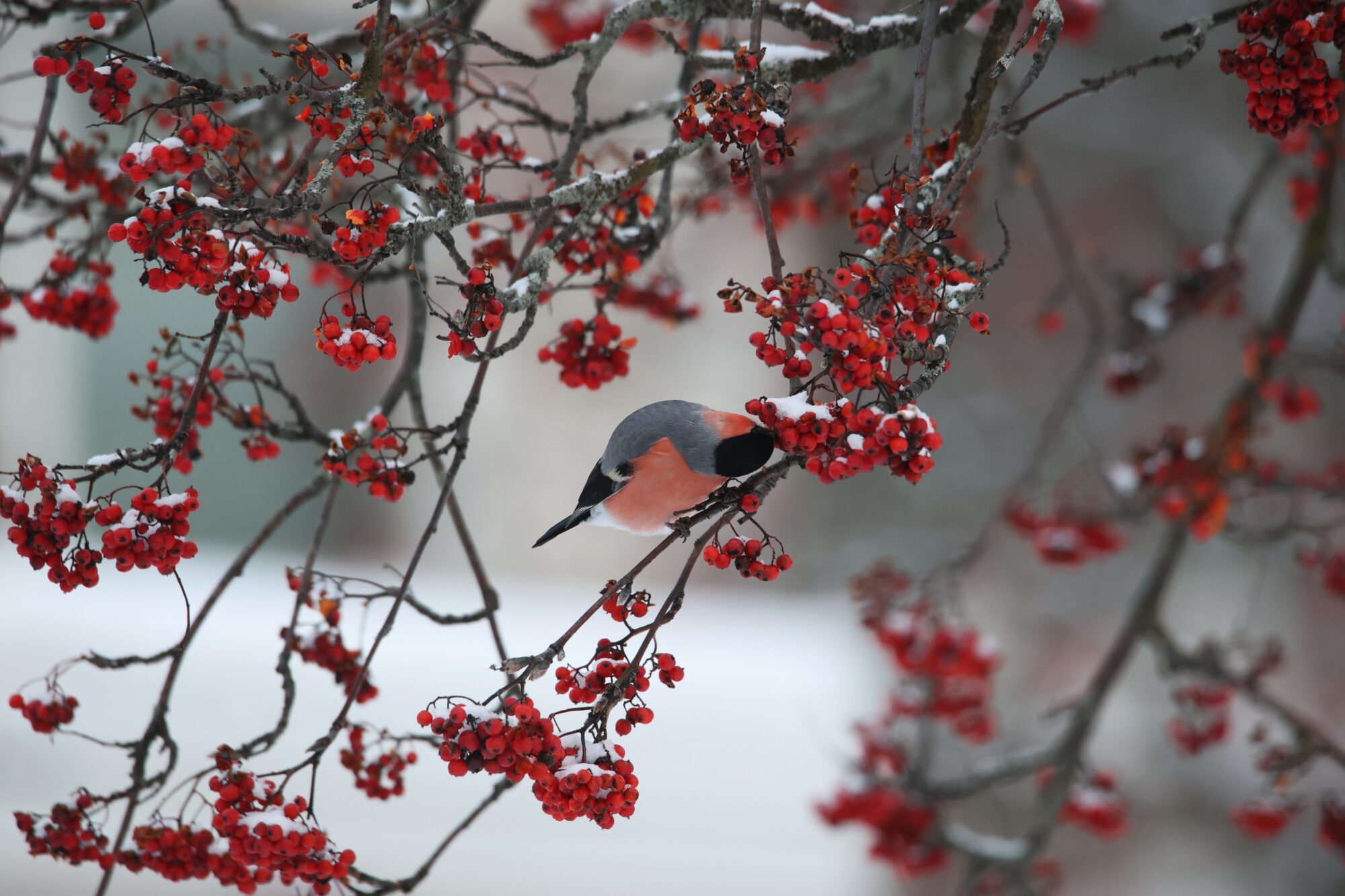 Valokuvaaja: Jaana Saarelainen
