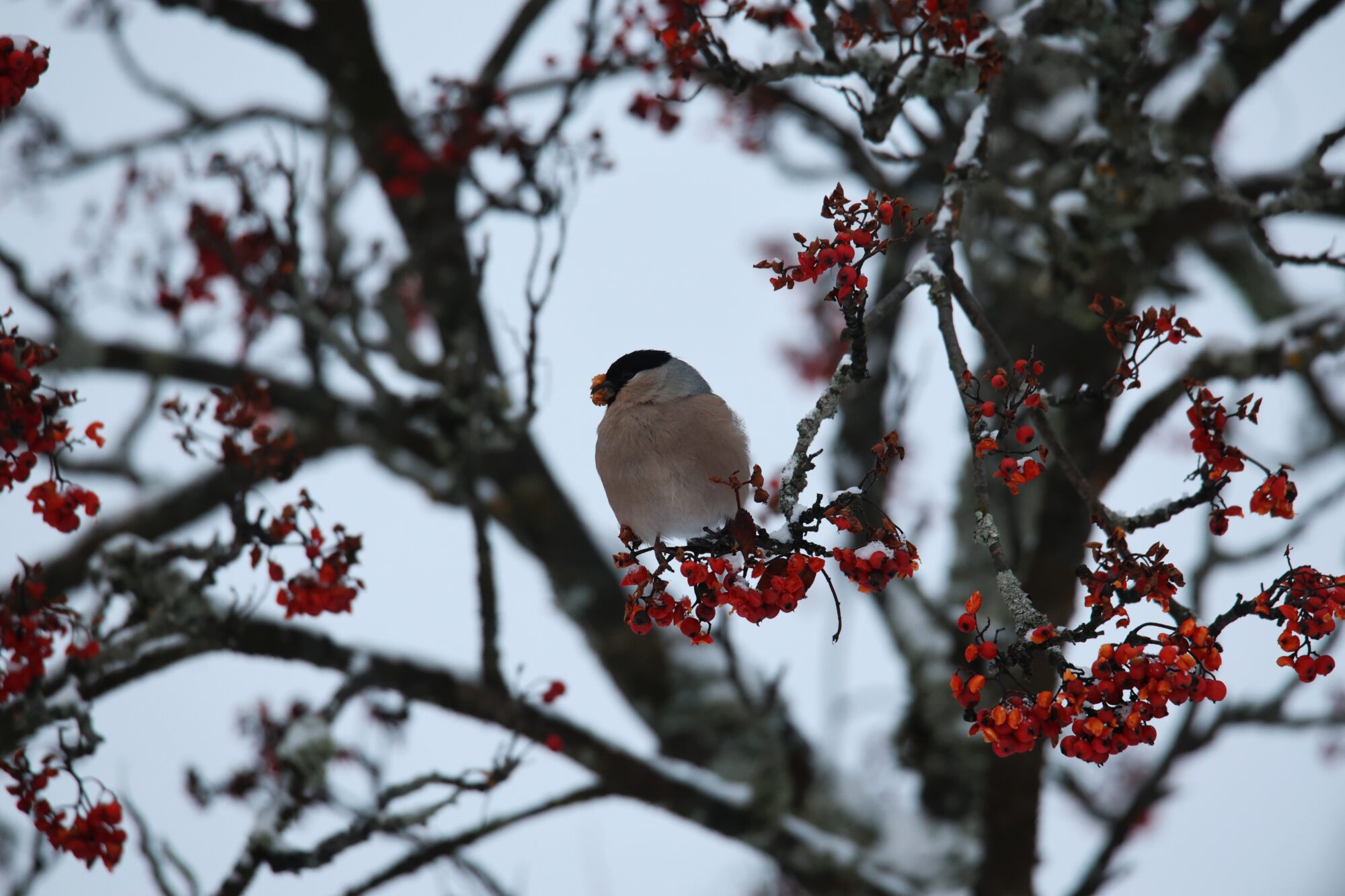 Valokuvaaja: Jaana Saarelainen