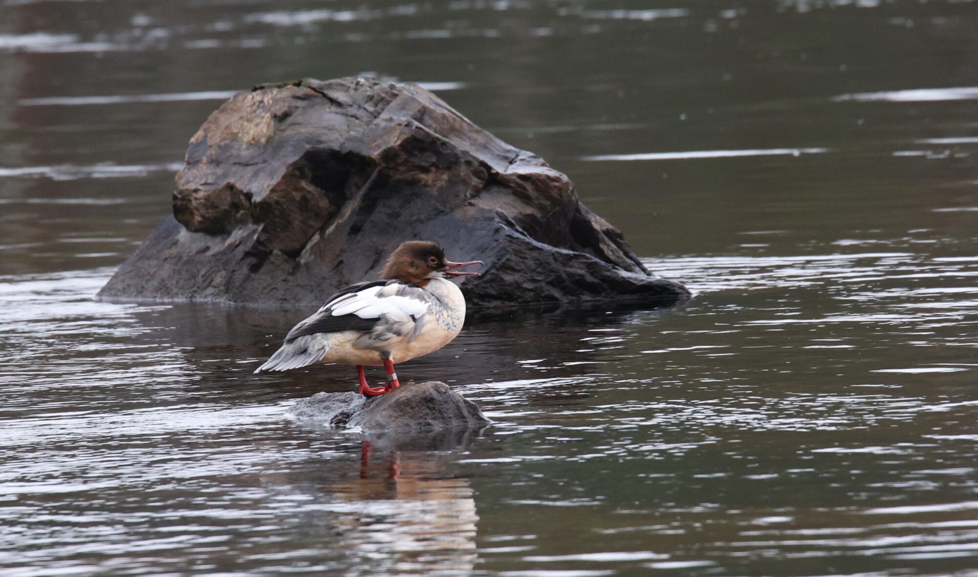 Valokuvaaja: Jaana Saarelainen